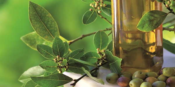 OLIO, AGRINSIEME: PIENA SODDISFAZIONE PER L’APPROVAZIONE DEI NUOVI PARAMETRI DEGLI ACIDI GRASSI